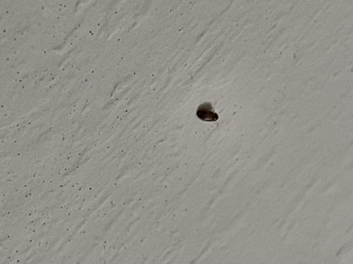 Brown recluse spider