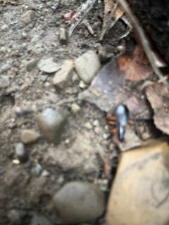 Broad-necked Root Borer