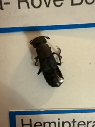 Rove Beetle