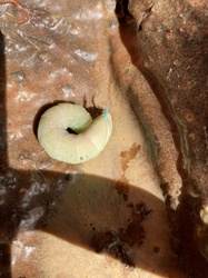 Hummingbird Moth Caterpillar (likely White-lined Sphinx)
