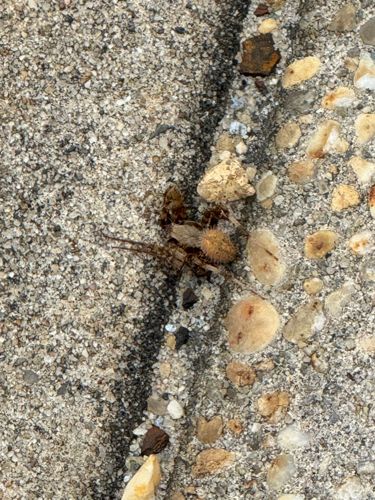 Wolf Spider