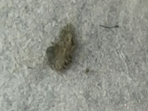 Carpet Beetle Larva