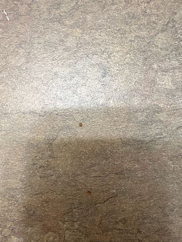 Carpet Beetle (likely Brown Carpet Beetle or Black Carpet Beetle)