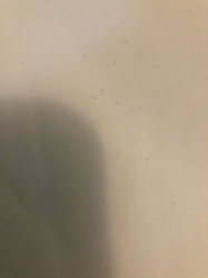 Fungus gnat