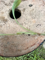 Unidentifiable Small Beetle
