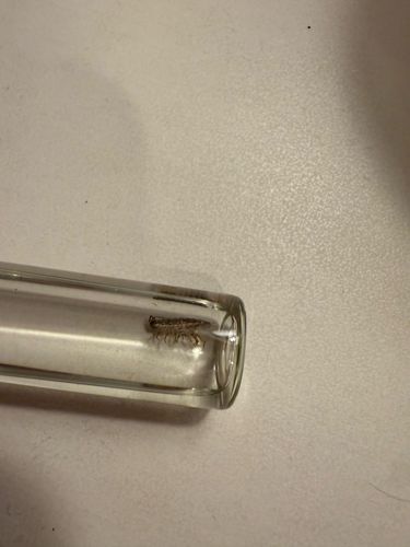 Woodlouse (or Pillbug/Sowbug)