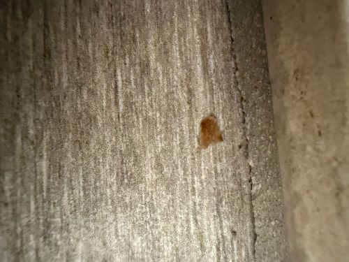 Case-bearing Clothes Moth