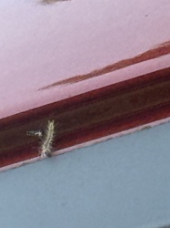 Tussock Moth Caterpillar