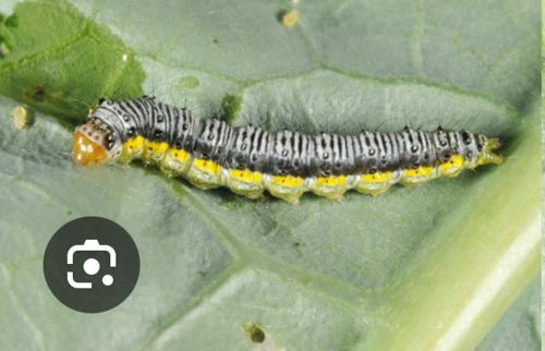 Diamondback Moth Larva
