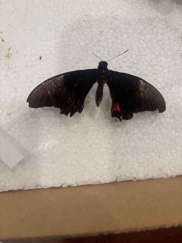 Polydamas Swallowtail or Gold Rim Swallowtail