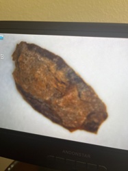 There is no identifiable insect or bug in the image.