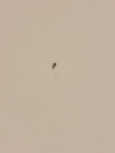 Carpet Beetle Larva