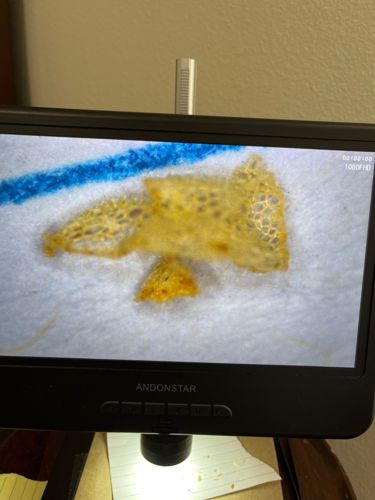 Unable to identify - Not an insect