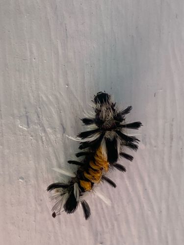 Banded Tussock Moth Caterpillar (or Pale Tussock Moth Caterpillar)