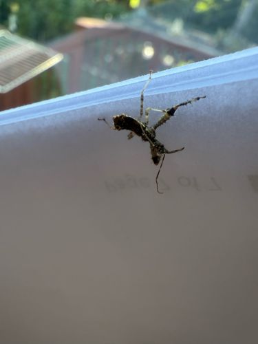 Stick Insect / Walking Stick