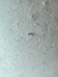 Carpet Beetle Larva (possibly Black Carpet Beetle or Varied Carpet Beetle)