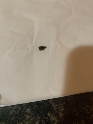 Beetle (General Identification)