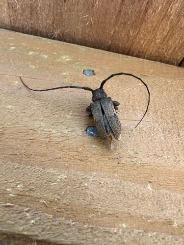 Broad-necked Root Borer