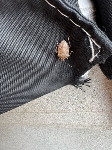 Brown Marmorated Stink Bug