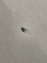 Drain Fly (or Moth Fly, Filter Fly, Sewer Fly)