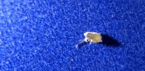 Case-bearing Clothes Moth (Larva/Case)