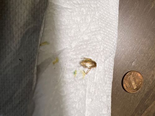 Leafhopper (likely a species of Cicadellidae family)