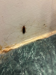German cockroach
