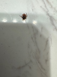 American Dog Tick