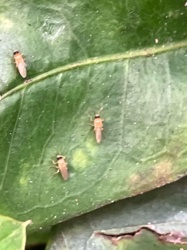 Gall Midge