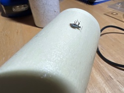 Weevil (Broad-nosed weevil or similar)