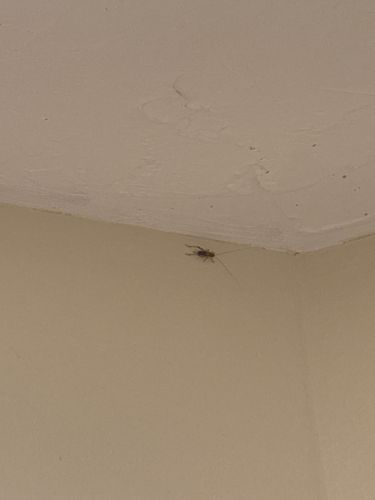 Cellar Spider, Daddy Long-legs Spider