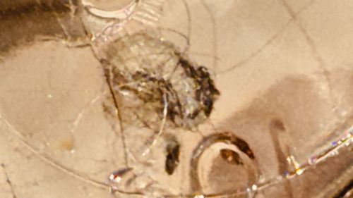 Ant
