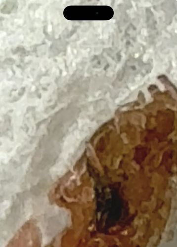 Unidentifiable Object (Likely not an insect)