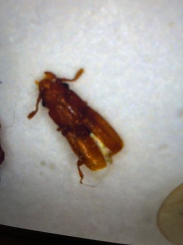 Sawtoothed Grain Beetle