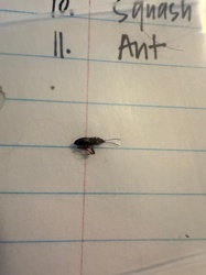 Ant