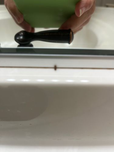 Drain Fly / Moth Fly / Filter Fly