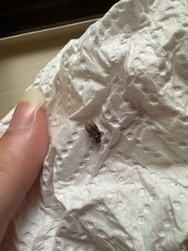 Drain Fly (Moth Fly)