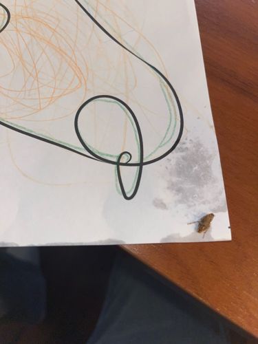 Cockroach (likely German cockroach based on appearance)