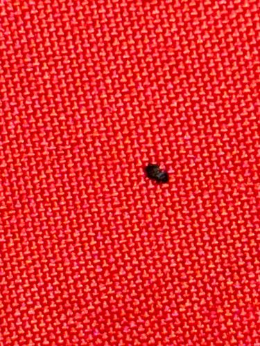 Carpet Beetle (likely Black Carpet Beetle)