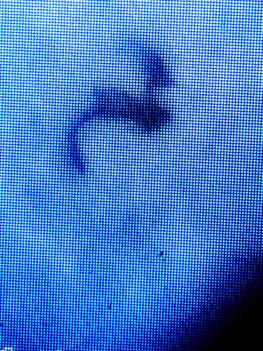 Moth Fly, Drain Fly, Filter Fly