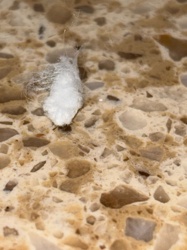 Mealybug (specifically, a female or egg sac)