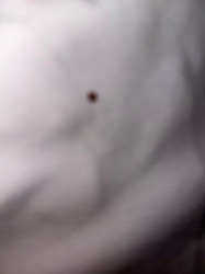 Unidentifiable Object/Blur