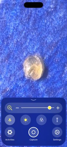 Scale Insect
