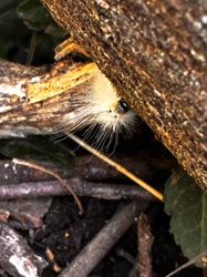 Tussock Moth Caterpillar (likely a species of Orgyia or Lymantria)