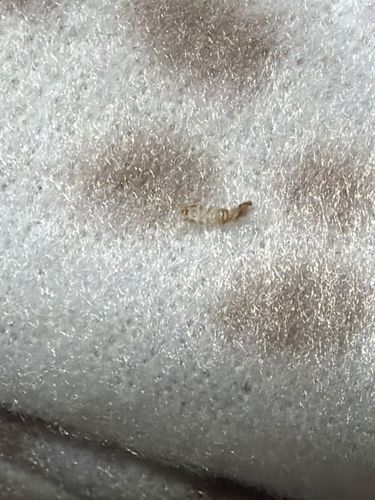 Carpet Beetle Larva (Exuviae/Shed Skin)