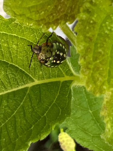 Brown Marmorated Stink Bug (nymph)