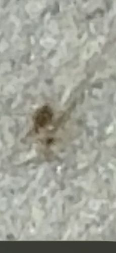 Carpet Beetle (likely Varied Carpet Beetle)