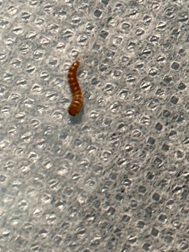 Mealworm (larval stage)