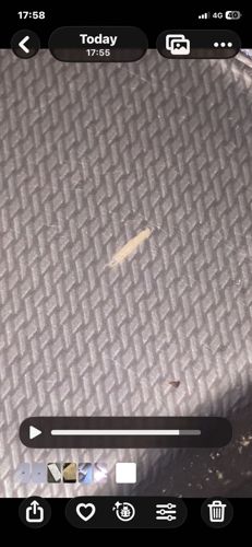 Case-bearing Clothes Moth larva