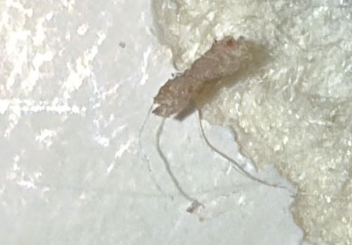 Springtail (specifically an Entomobryid Springtail)